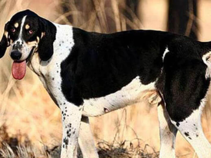 Gran sabueso anglo-francés blanco y negro